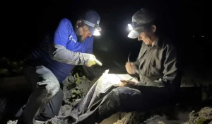 Imagen de programa de conservación de la Tortuga Marina